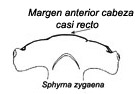 Sphyrna zygaena